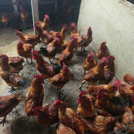 重庆市纯粮食土鸡