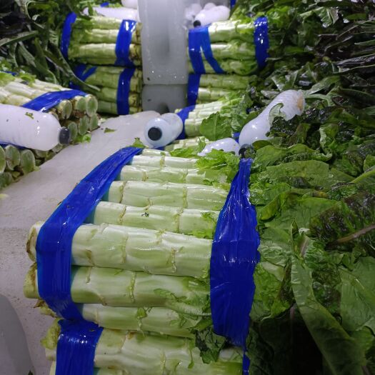 新沂市高品质红叶莴笋以来袭。直供：市场，商超，电商！