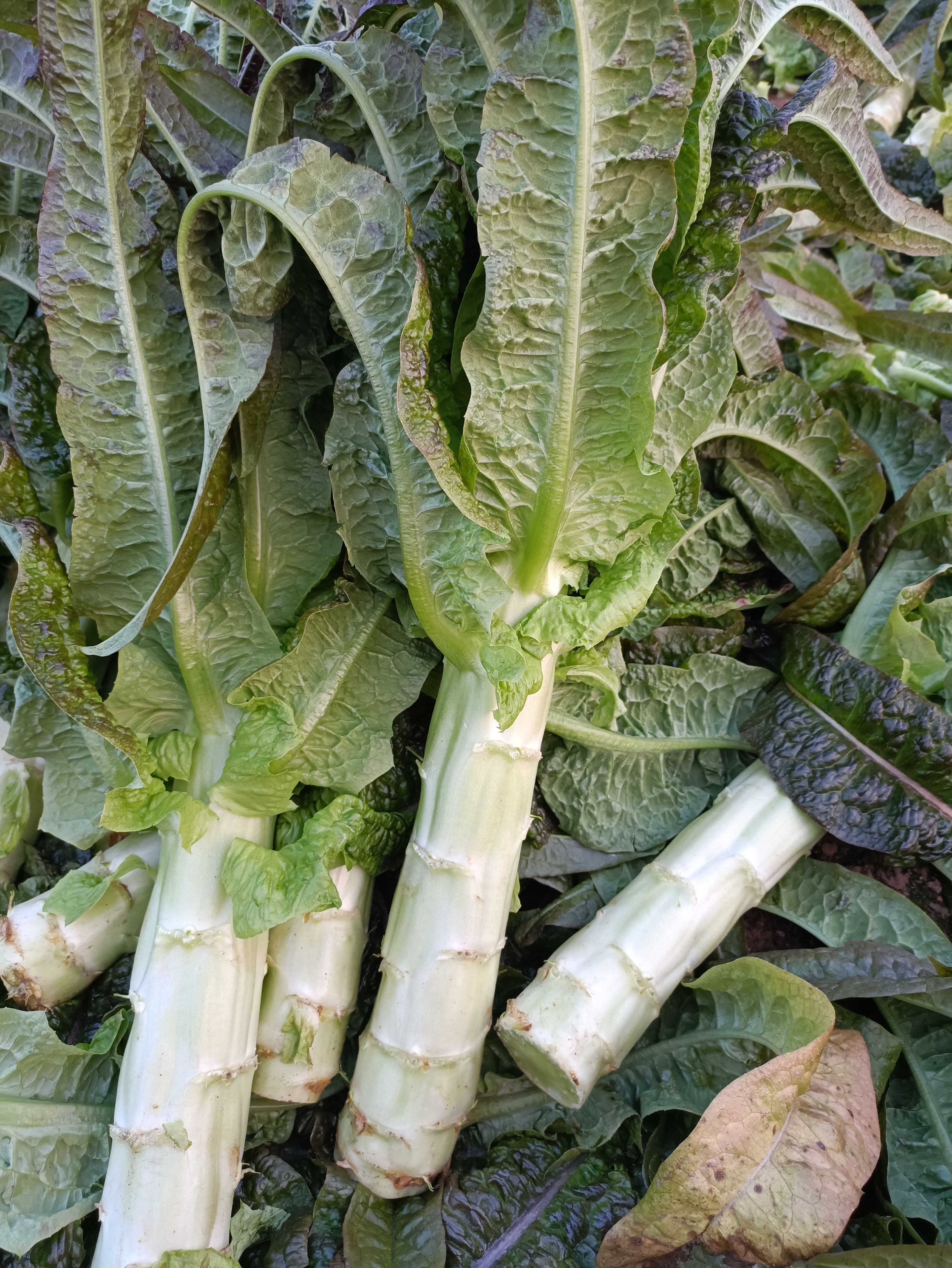 高品质红叶莴笋以来袭。直供：市场，商超，电商！