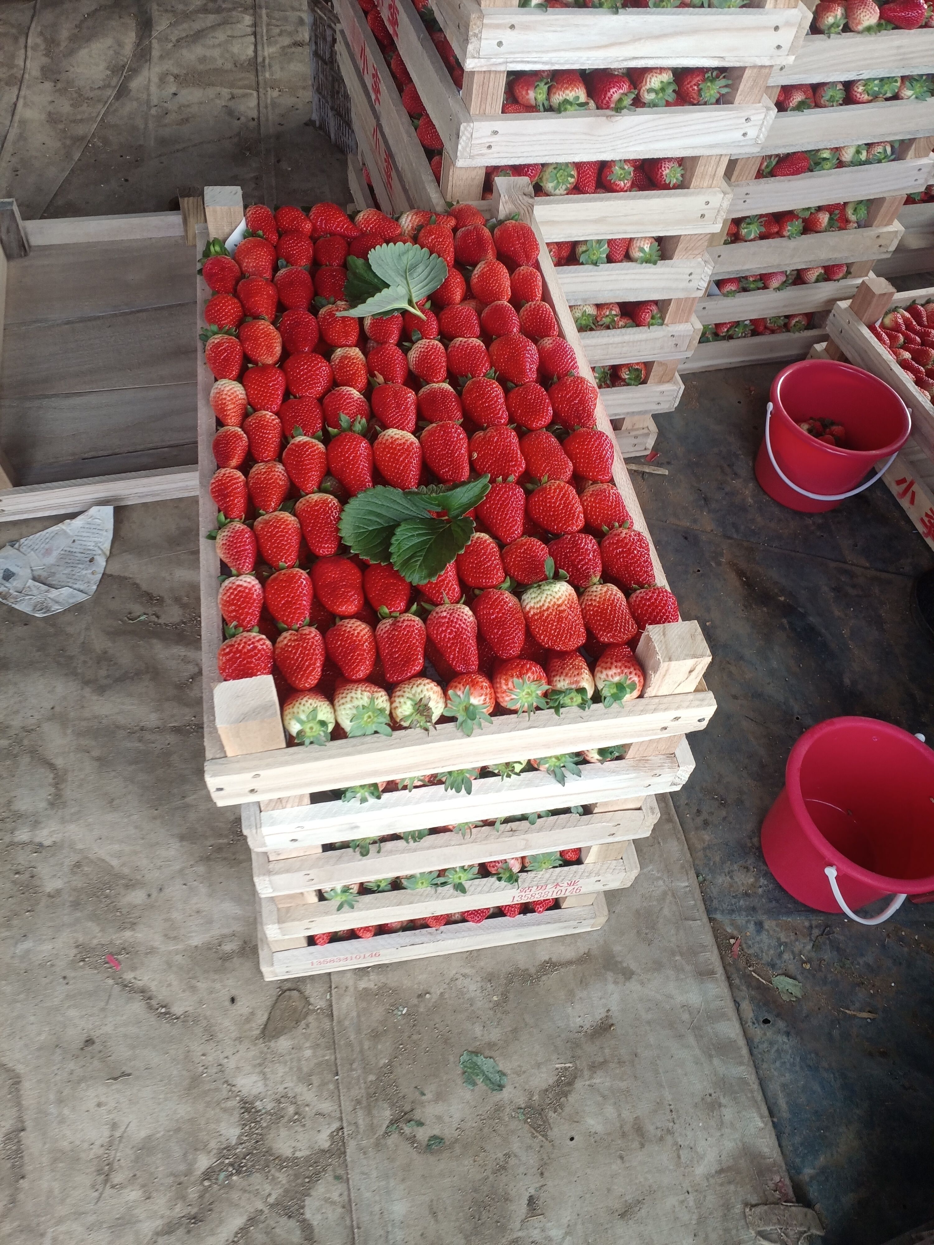 妙香，乡野，联盟草莓 30克以上