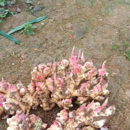 个旧市小黄姜