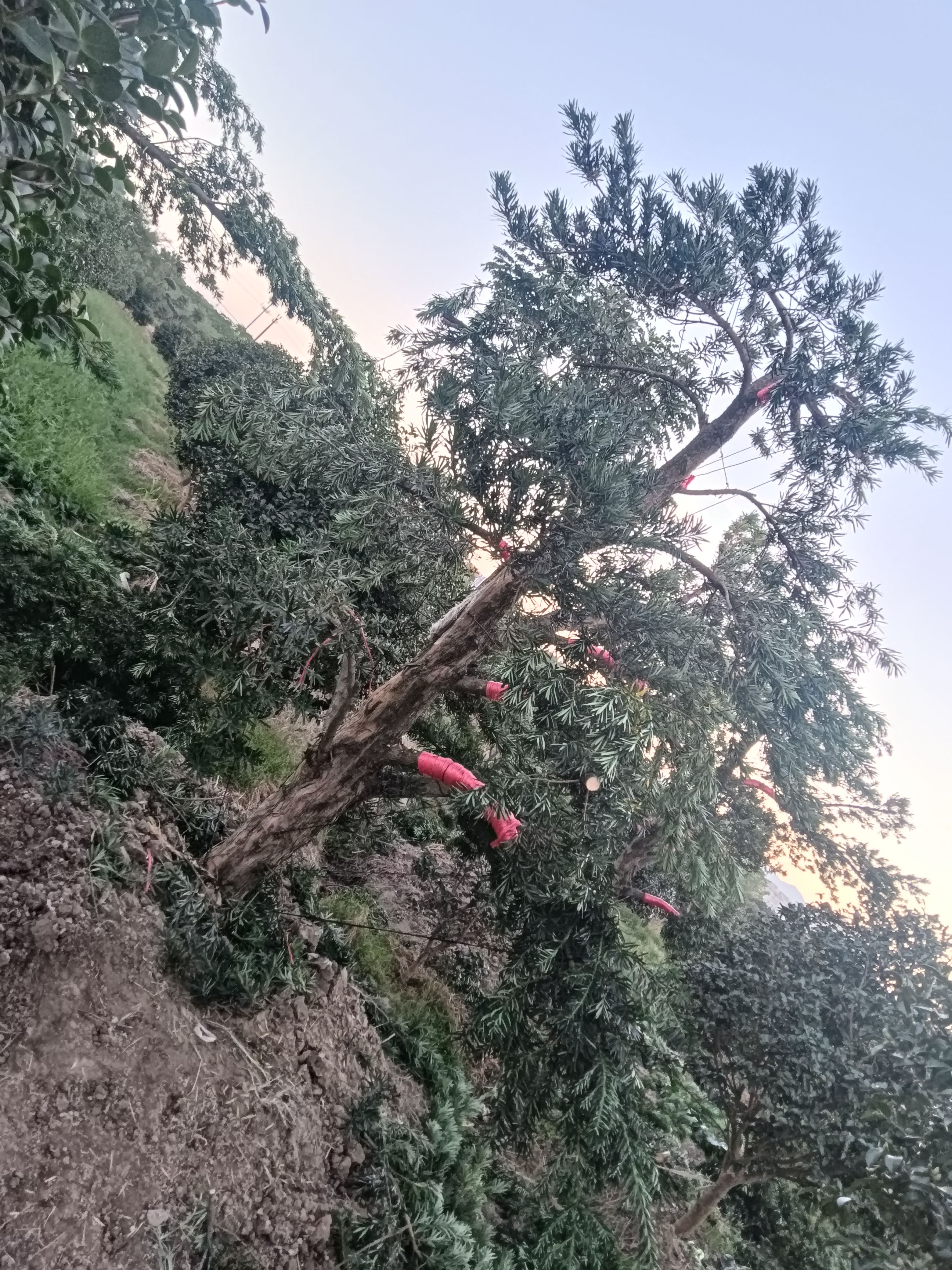 茶梅，造型罗汉松，罗汉松毛坯（10-30cc）