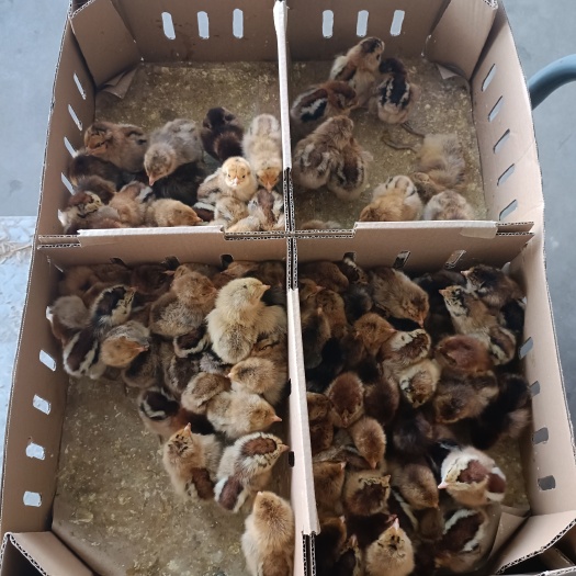 沭阳县旺富禽业