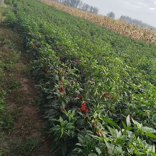 朝天椒青的红的都有需要的老板联系