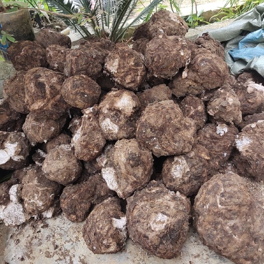 安龙县种植茯苓鲜货