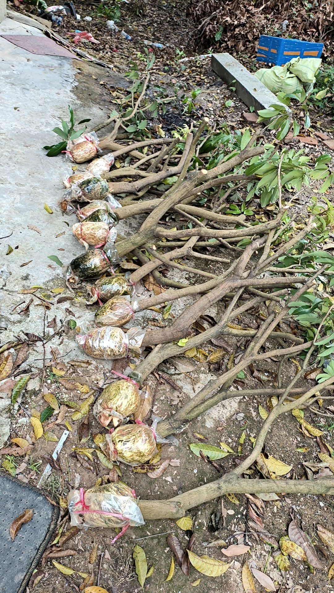 基岗仙进奉高压苗   嫁接苗   带泥发货