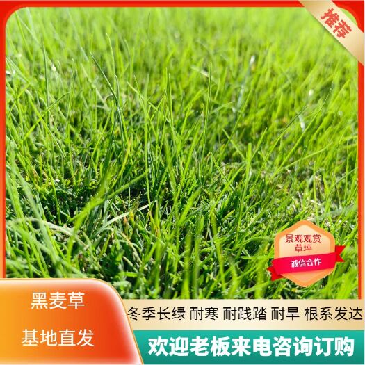 商城县大量百慕大草坪基地直发 量大从优 无中间商
