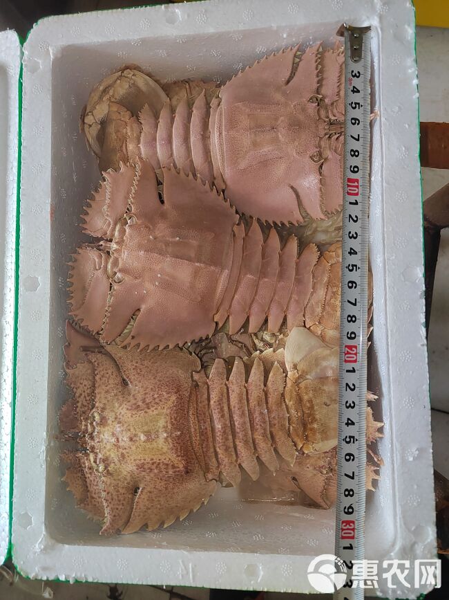 琵琶虾，蝴蝶虾