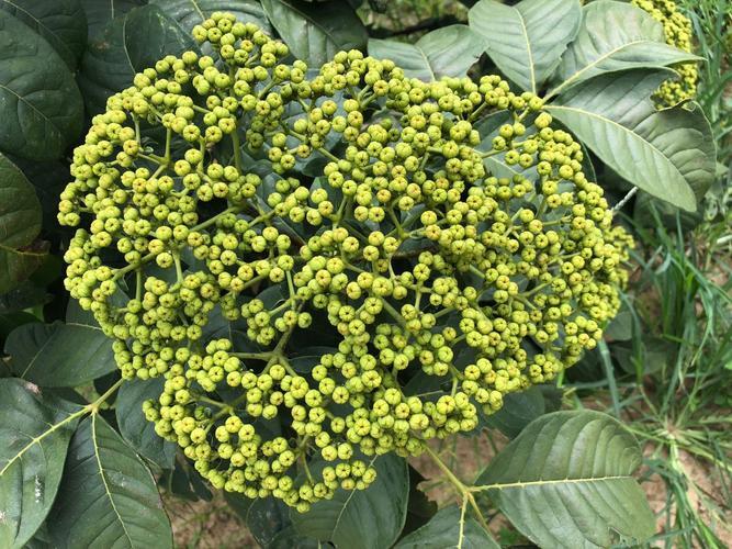 筠连县吴茱萸