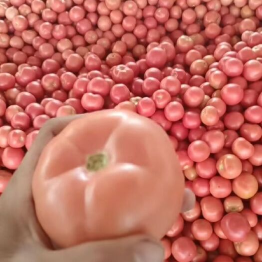 楚雄市硬粉西红柿，蕃茄，红粉西红柿，蕃茄