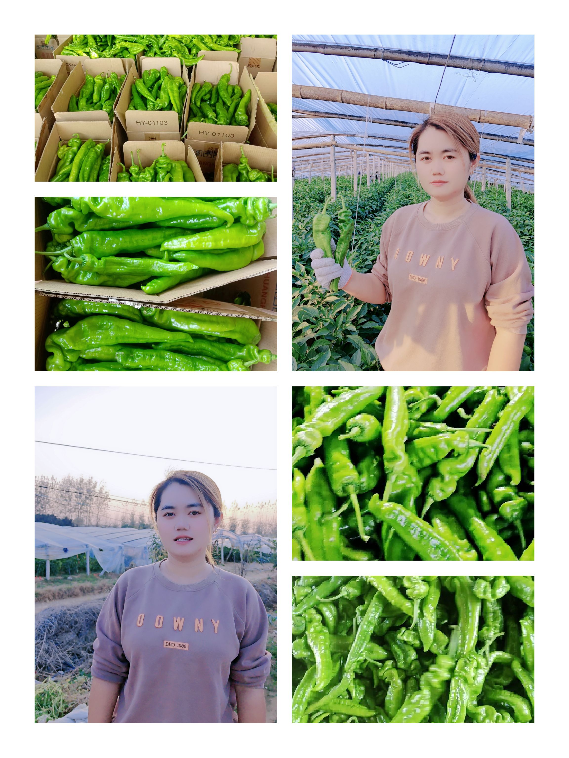 费县山东301辣椒青泡椒现在大量上货全国代收代发