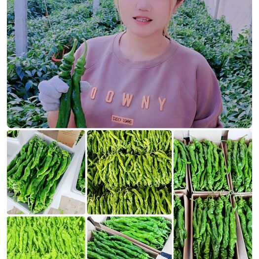 费县鲜辣椒螺丝椒，陇椒大量供应各种电商，超市，市场