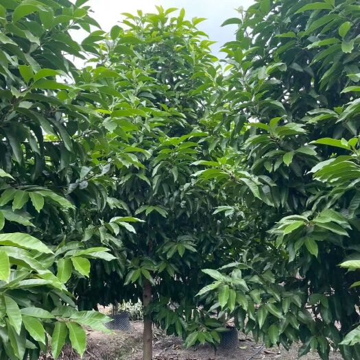 揭阳白玉兰各种规格，移植苗欢迎洽谈合作