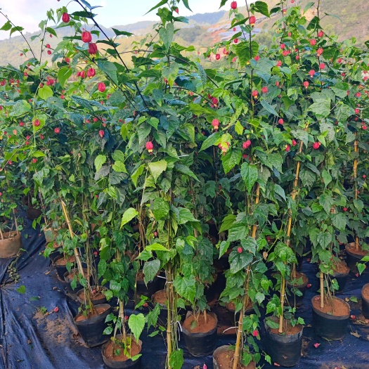 宫廷灯笼花