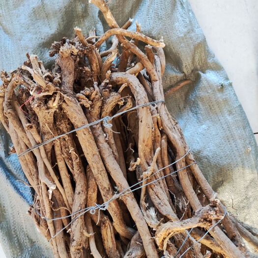 原生地老黄芪  山西货源恒山   金盏银盘，嚼起来粉糯豆性味