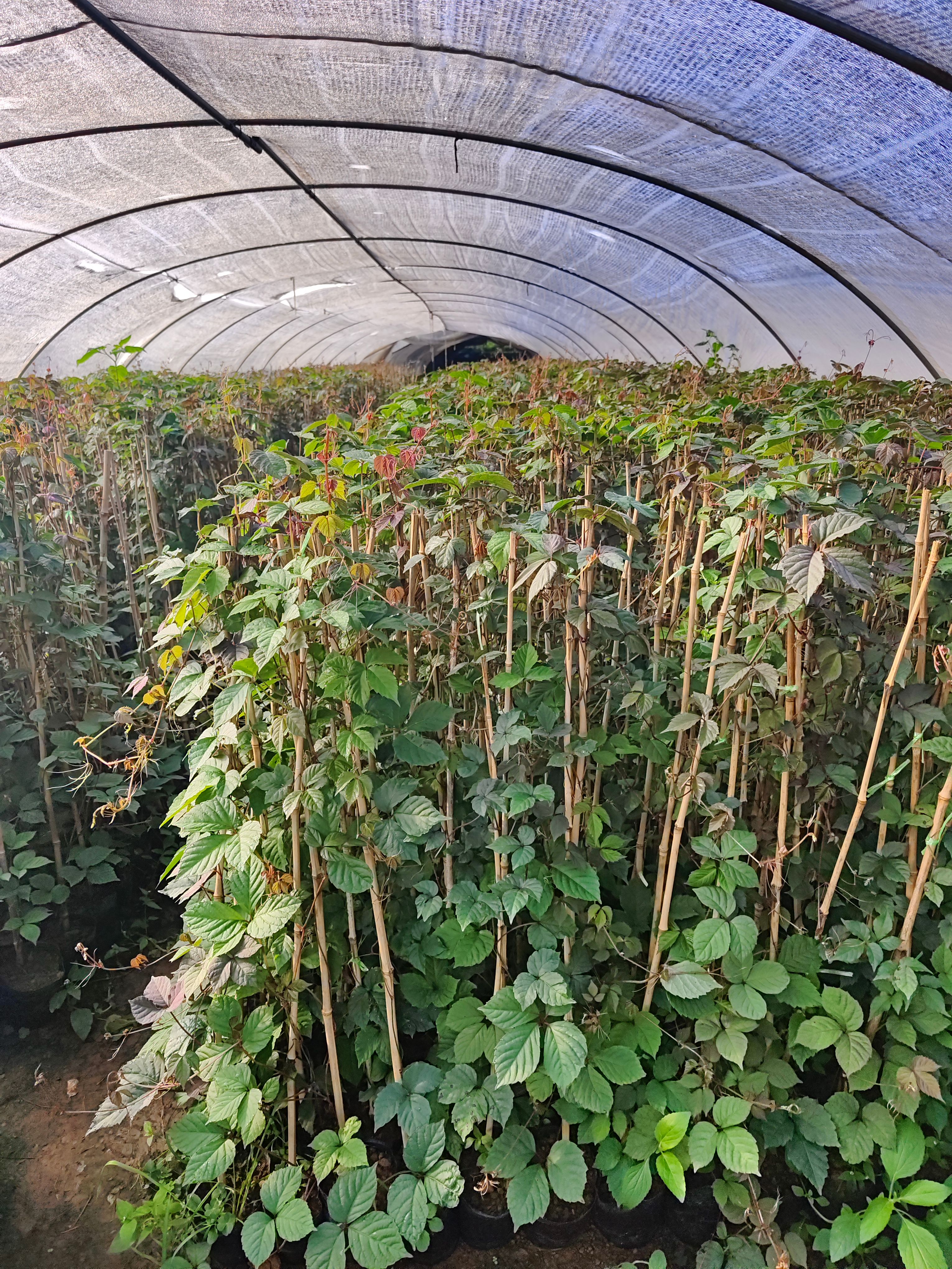 爬山虎