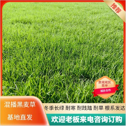 商城县大量百慕大草坪 基地直发 无中间商