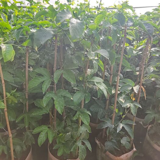 宜良县百香果