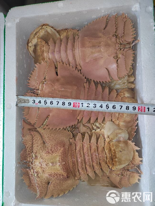 琵琶虾，蝴蝶虾