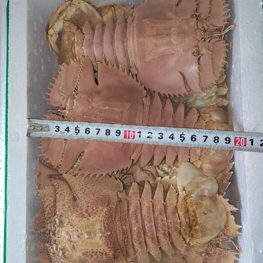 北海琵琶虾，蝴蝶虾