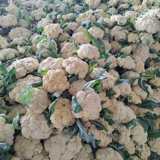 天门市白花菜花