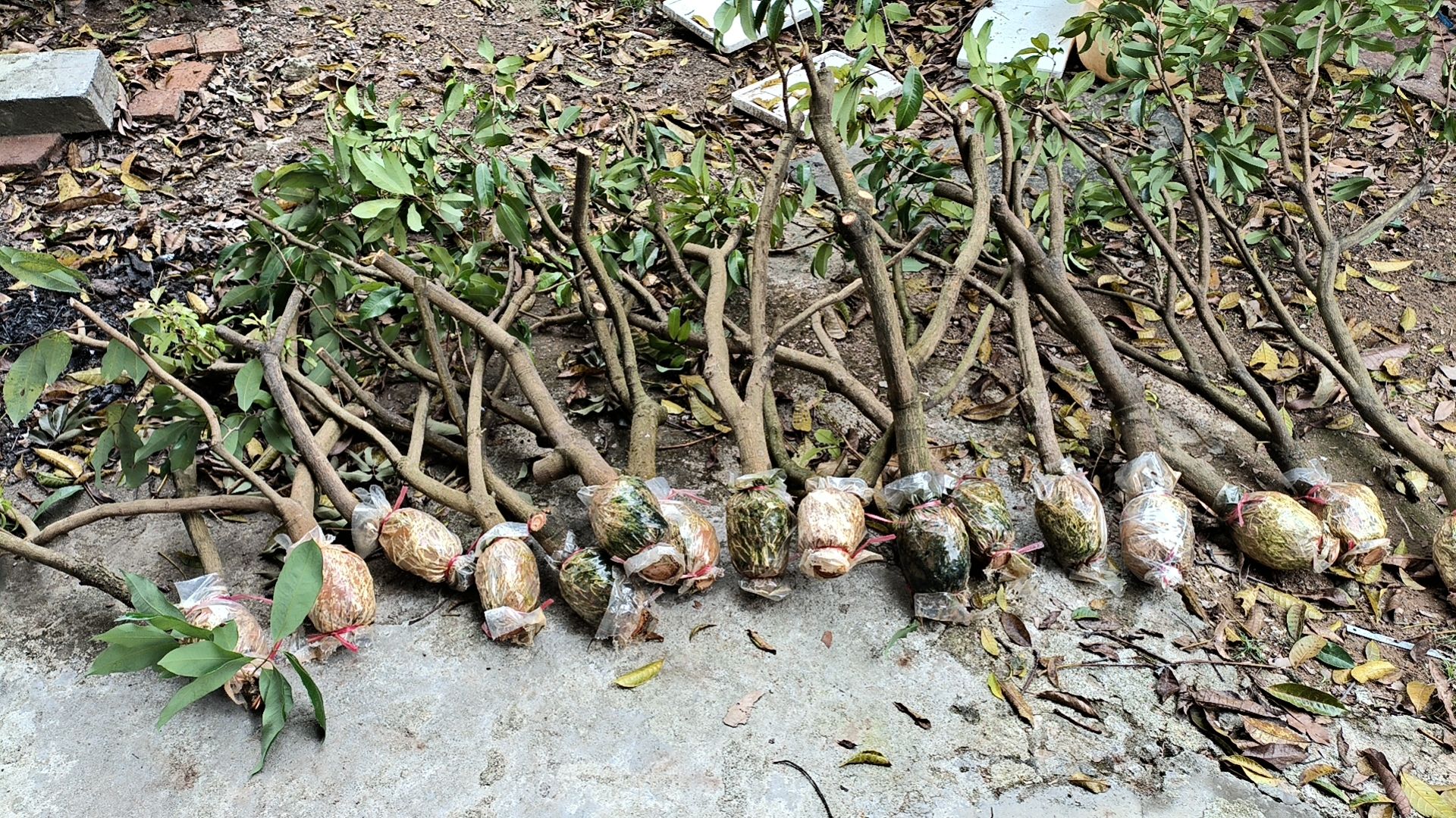 基岗仙进奉高压苗   嫁接苗   带泥发货