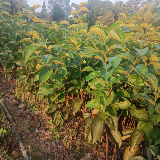阳朔县高产柿子苗
