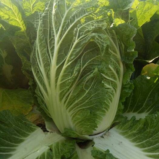 保定大白菜