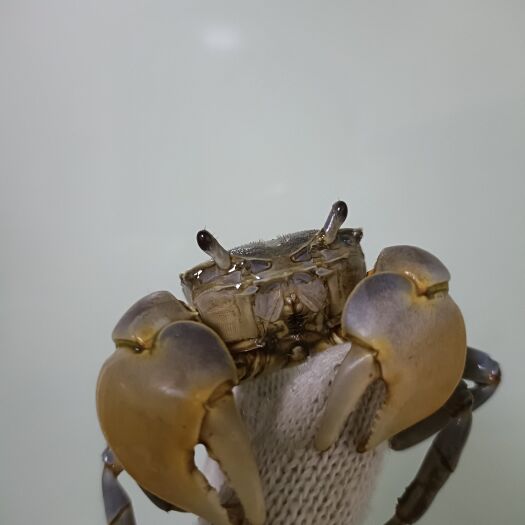 灌南县宠物饲料