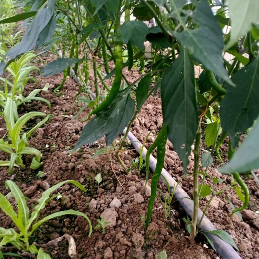 张家港市大棚转让二手大棚转让蔬菜大棚转让 包括所有农机农具仓库及住房