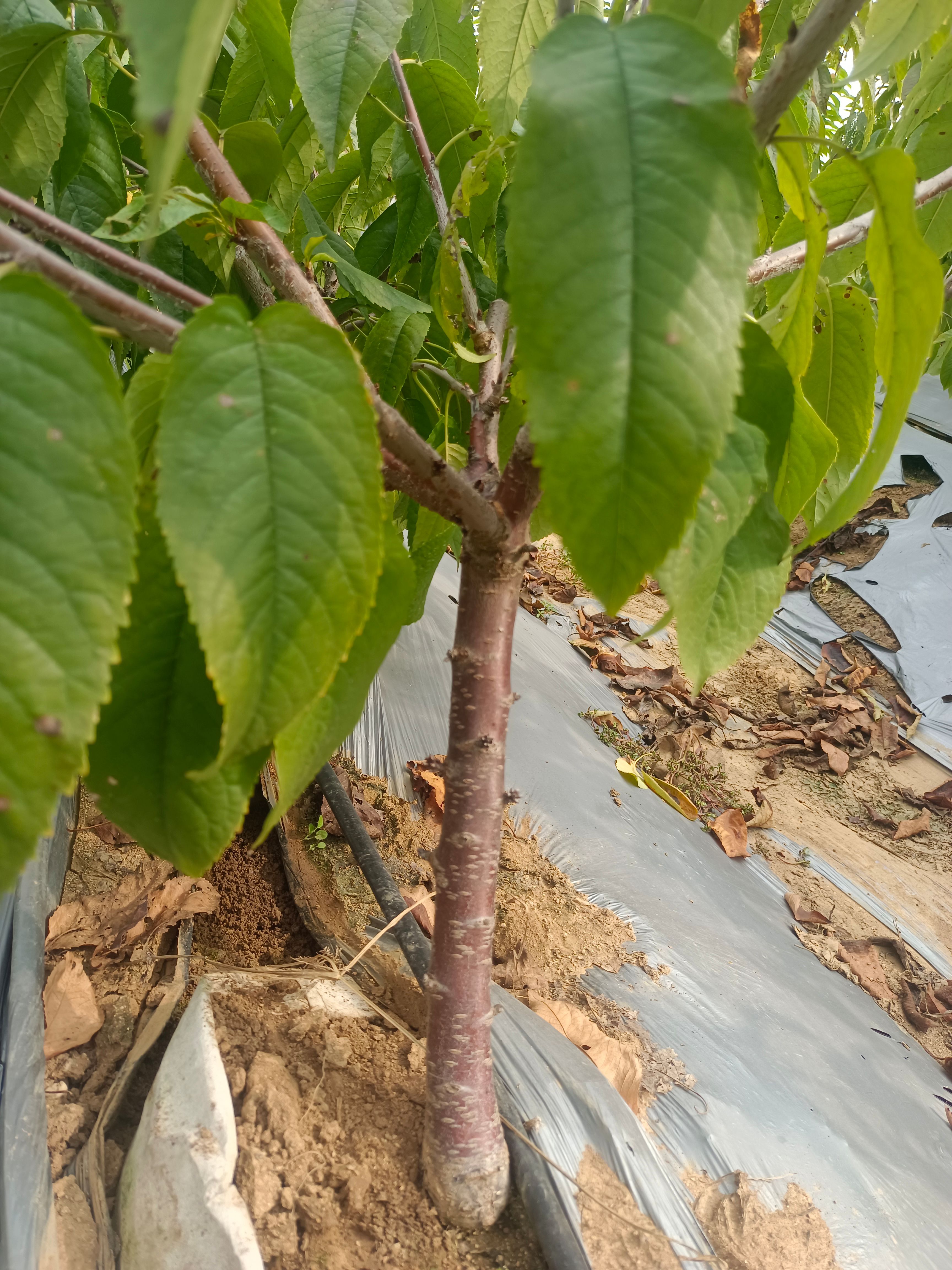 火箭樱桃苗，弗里斯克樱桃苗，齐早樱桃苗