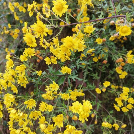 甘肃高山小菊花。颜色艳丽，质量好，价格低