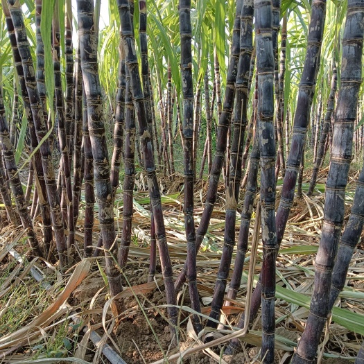 临颍县黑皮甘蔗脆甜多汁