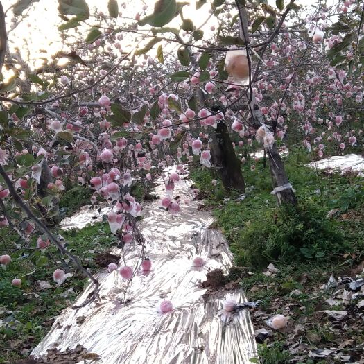 平陆县黄土高坡红富士苹果，香脆可口。