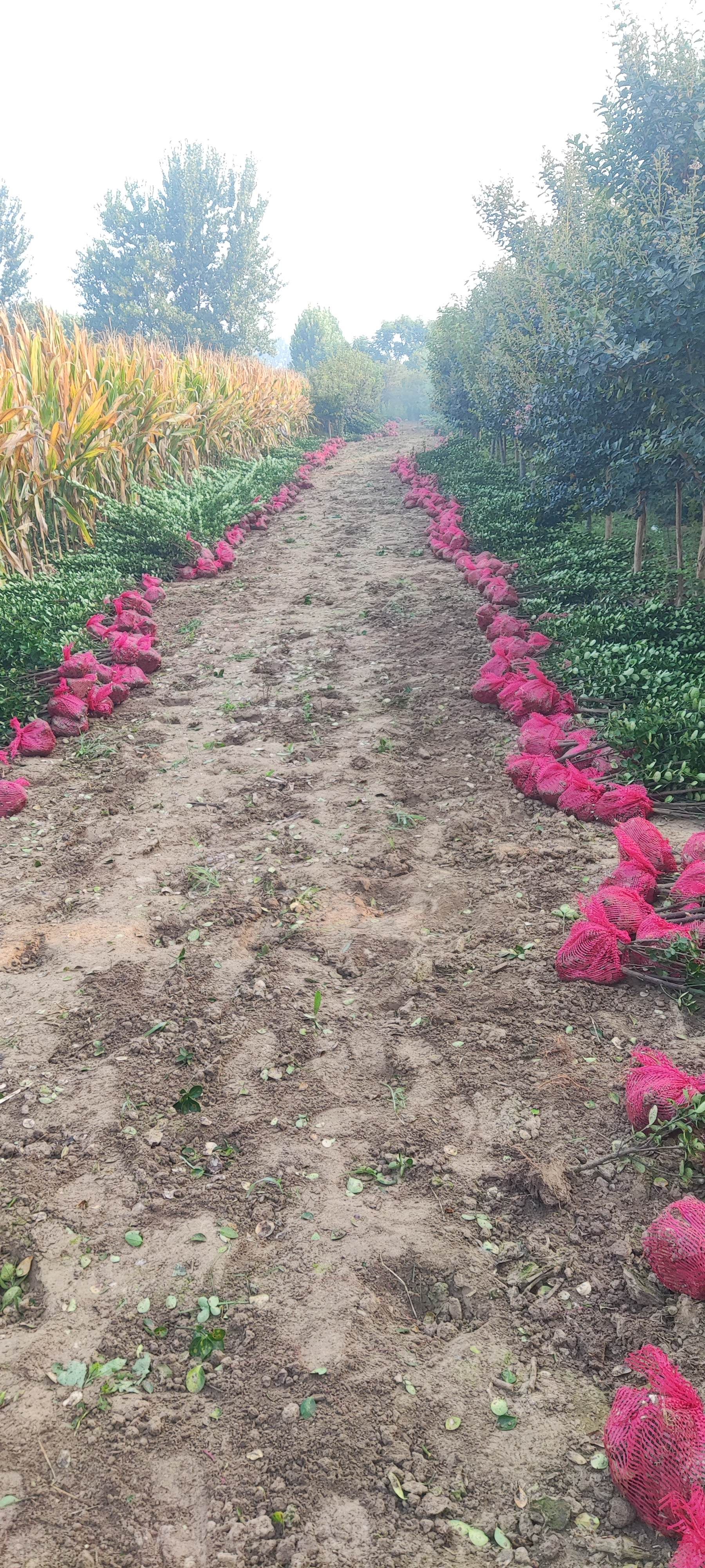 北海道黄杨，篱笆墙用苗，