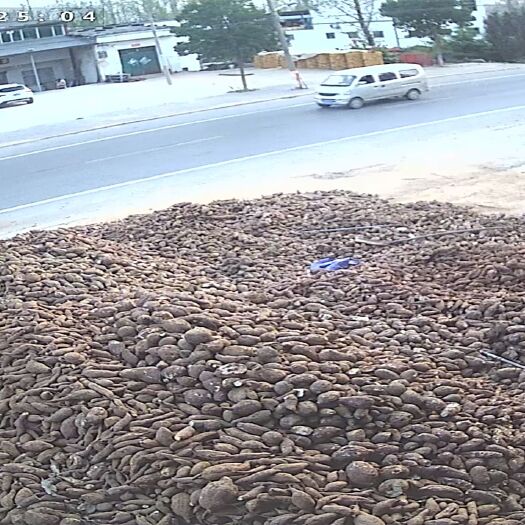 宜阳县红薯