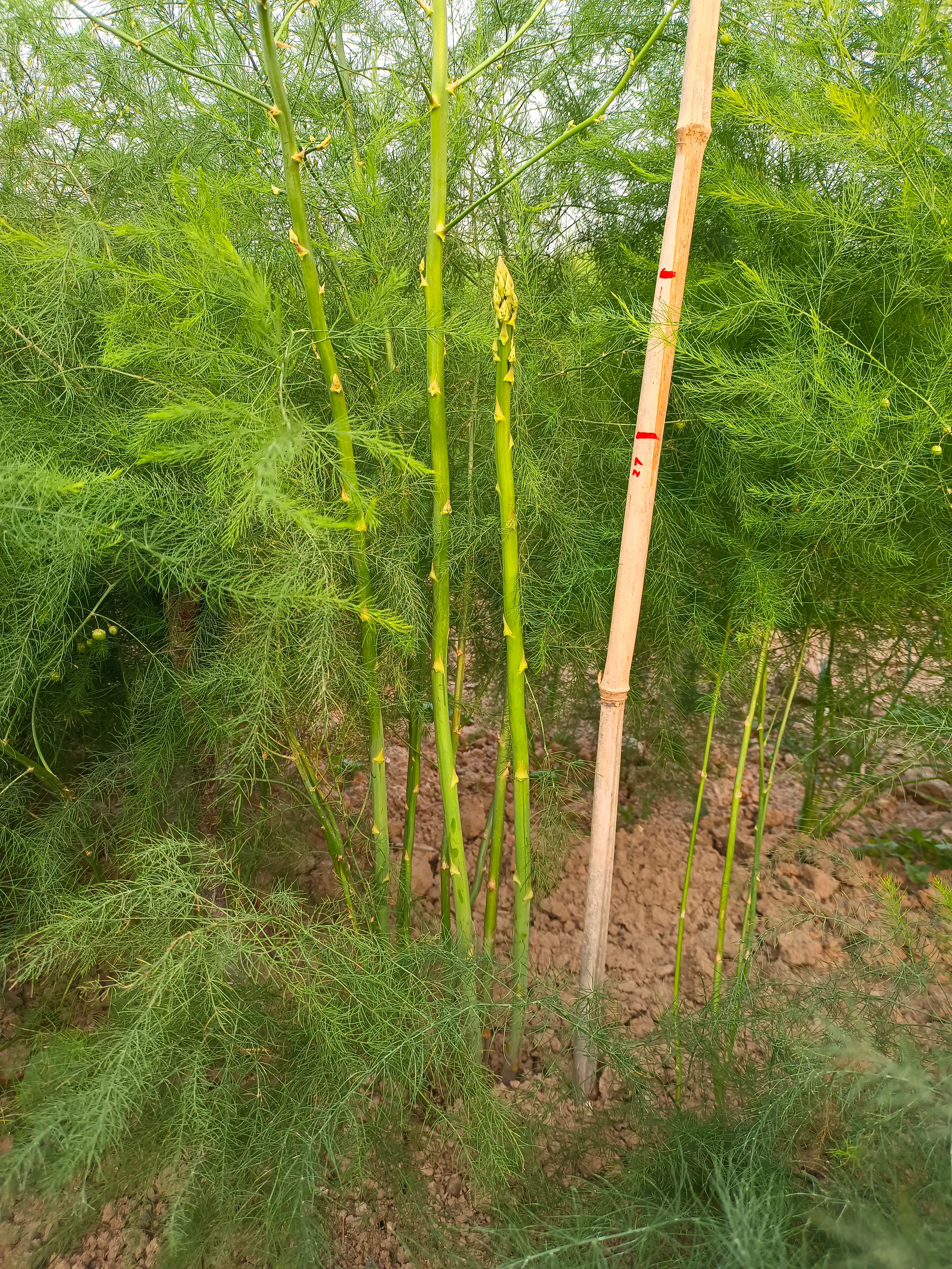 芦笋根