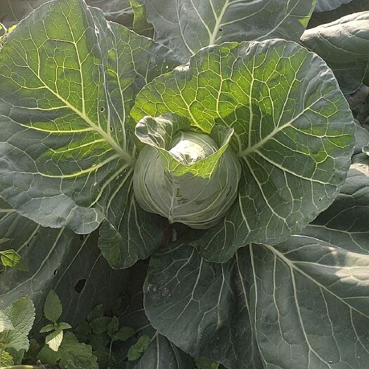 兴义市牛心菜