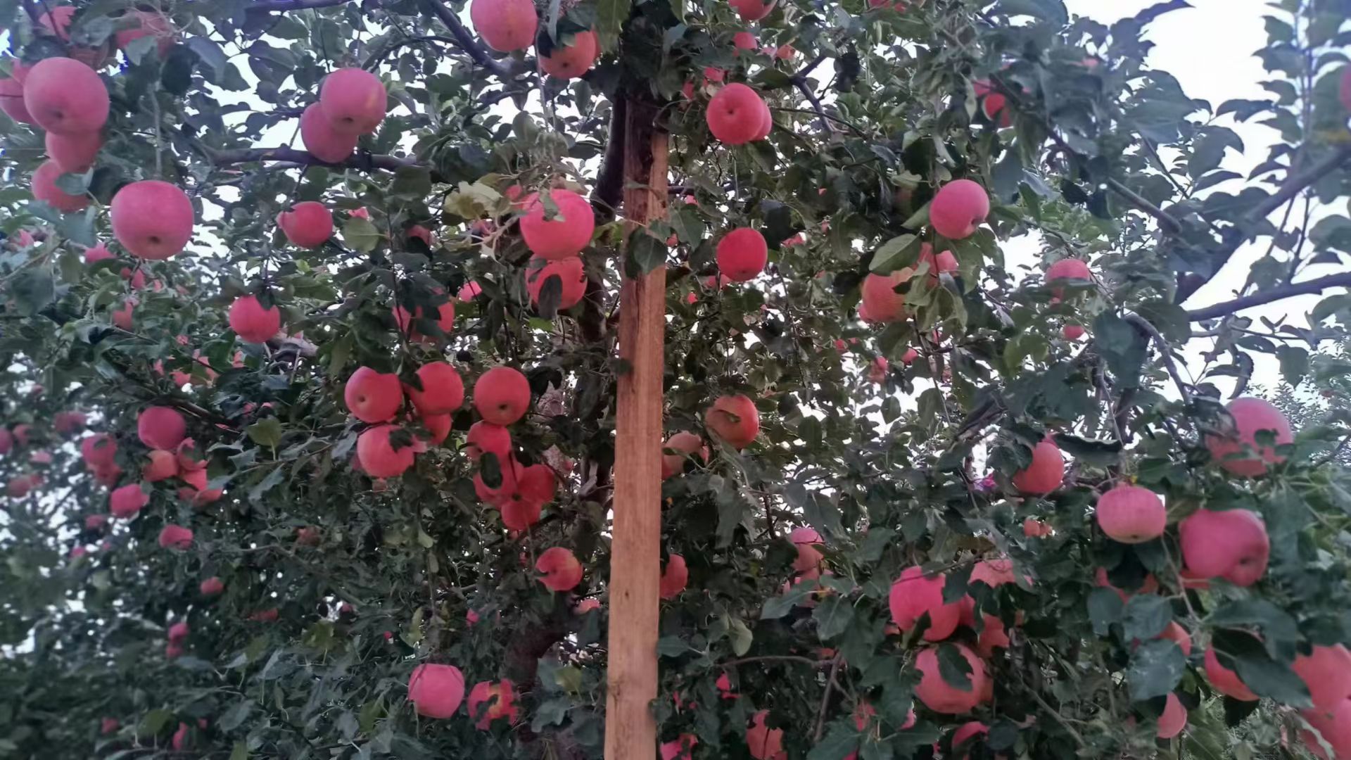 绥中红富士苹果