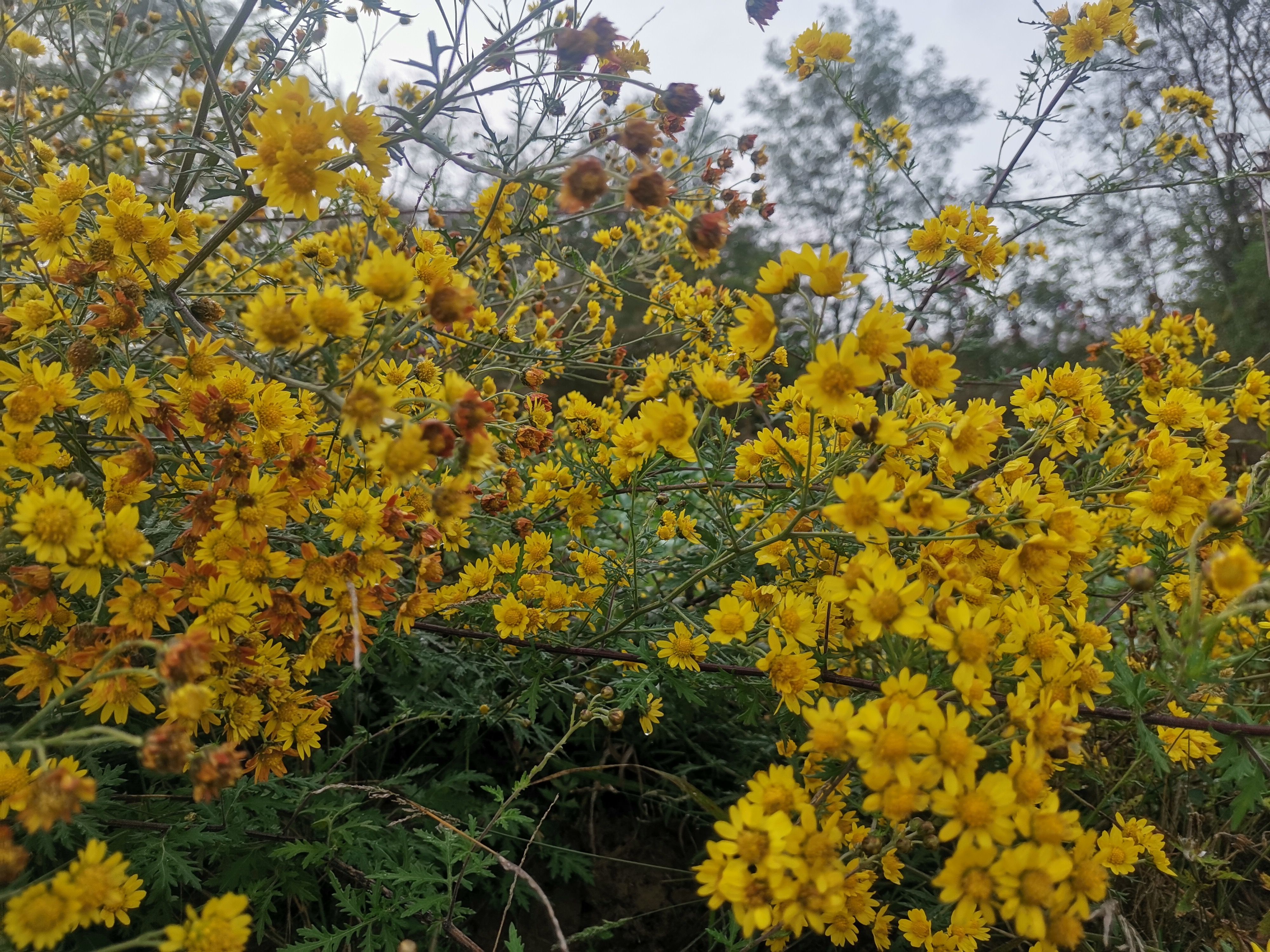 甘肃高山小菊花。颜色艳丽，质量好，价格低