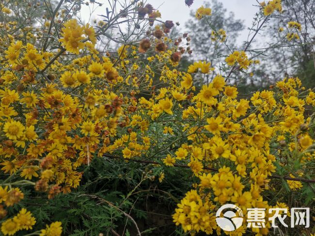 甘肃高山小菊花。颜色艳丽，质量好，价格低