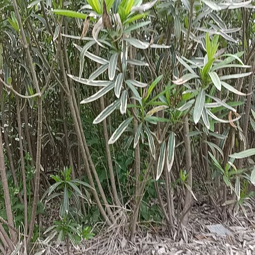 杭州夹竹桃