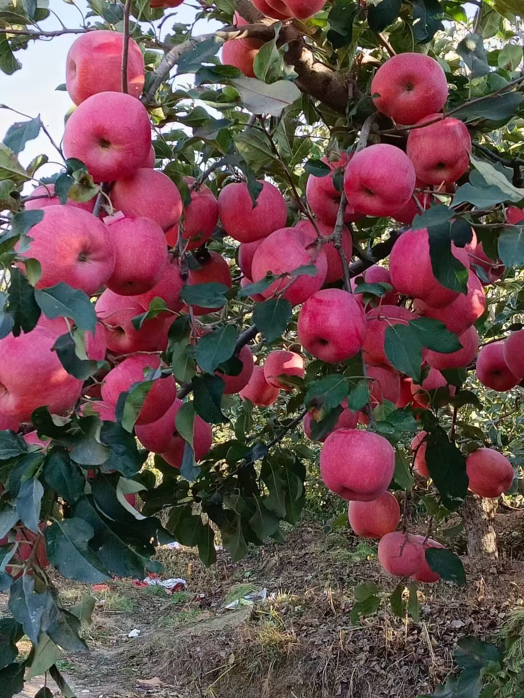 绥中红富士苹果