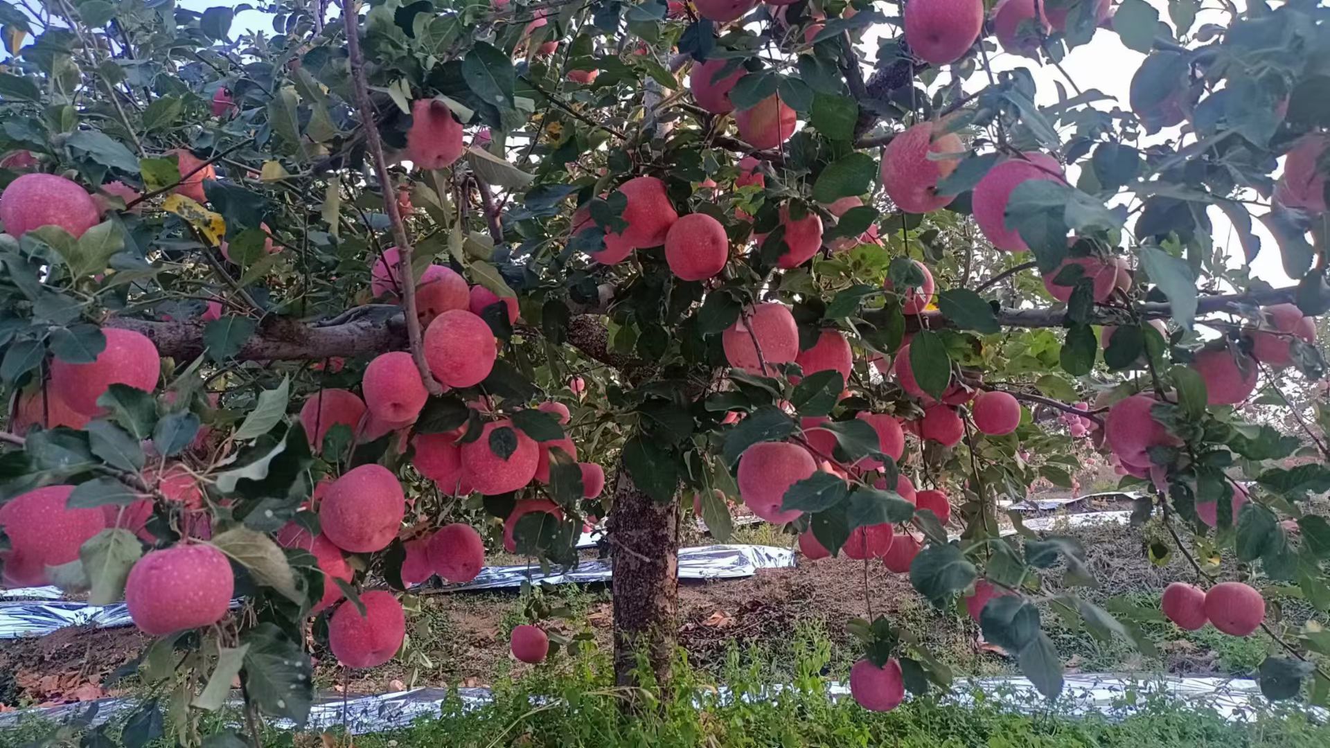 绥中红富士苹果