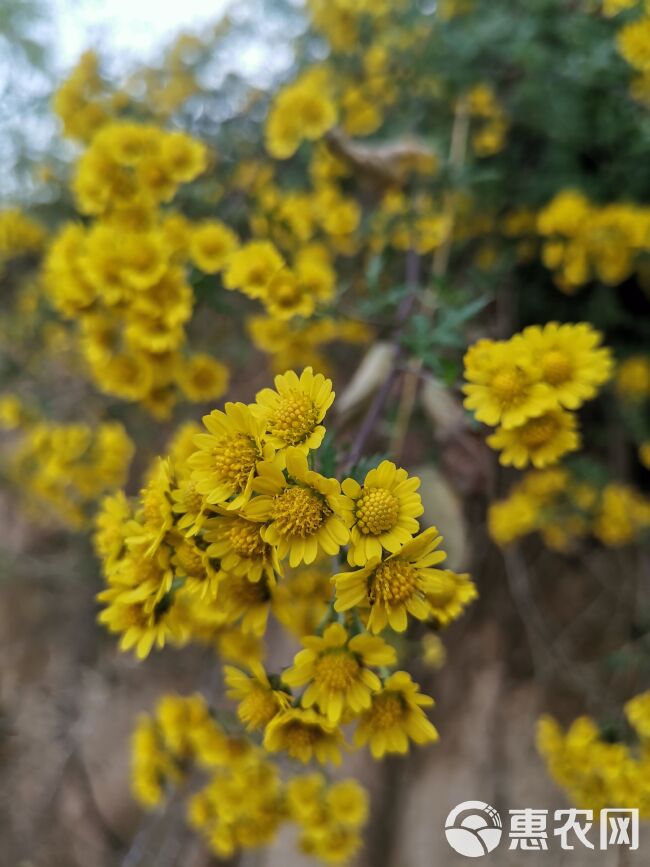 甘肃高山小菊花。颜色艳丽，质量好，价格低