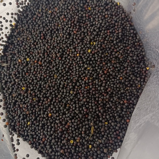额尔古纳菜籽