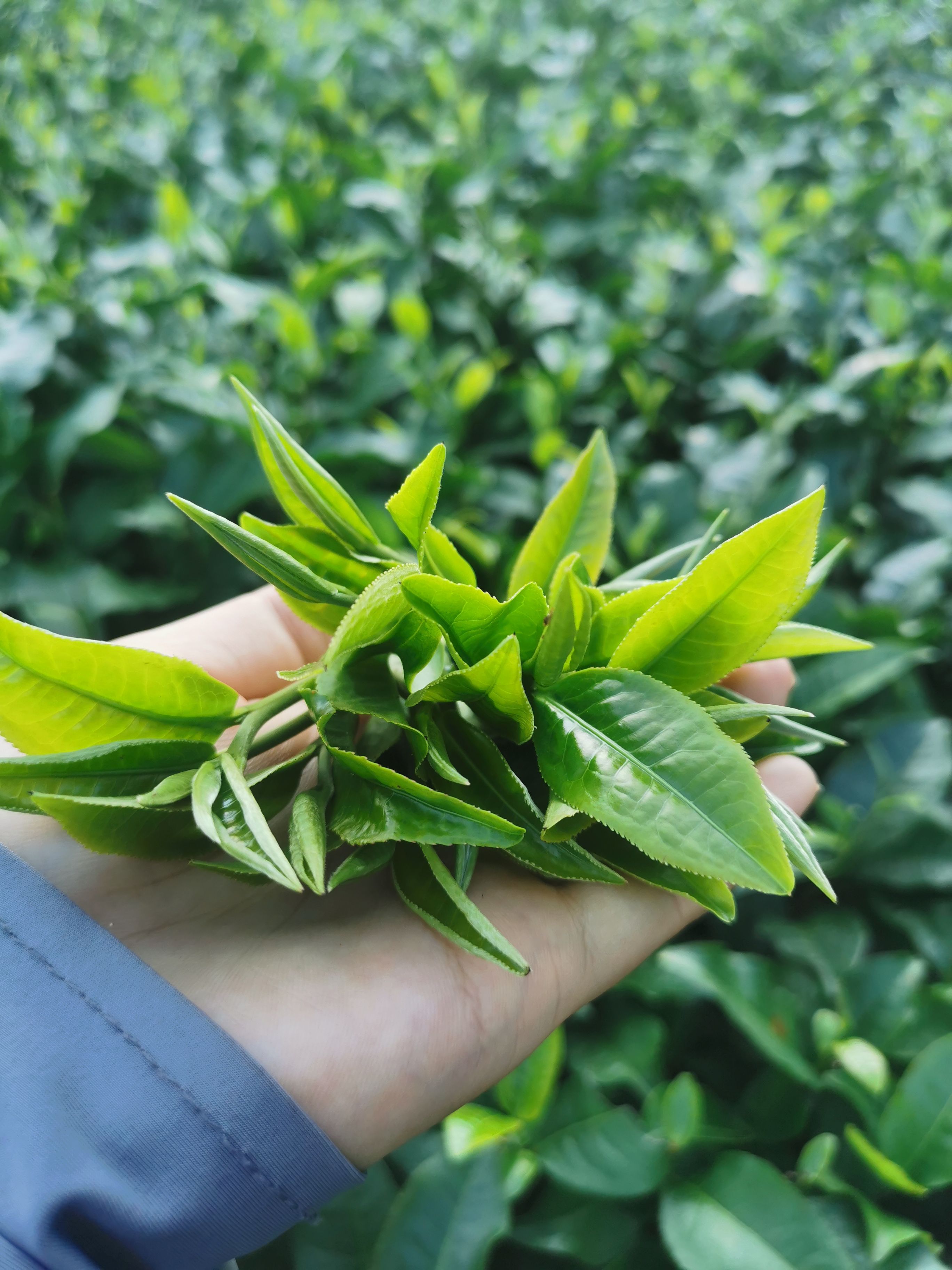 2025明前英德红茶英红九号浓香型春茶工夫高山老树红茶