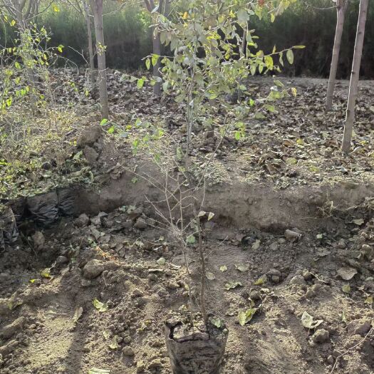 张家口药用酸枣苗，都是 13×20 营养杯成活率百分之九十五以上