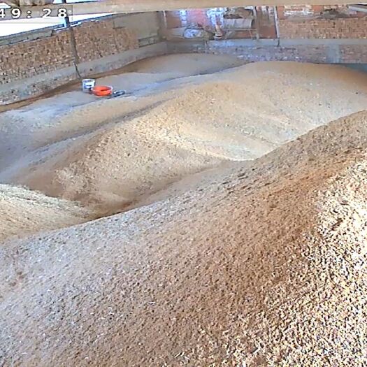 宜阳县河南洛阳2023新小麦