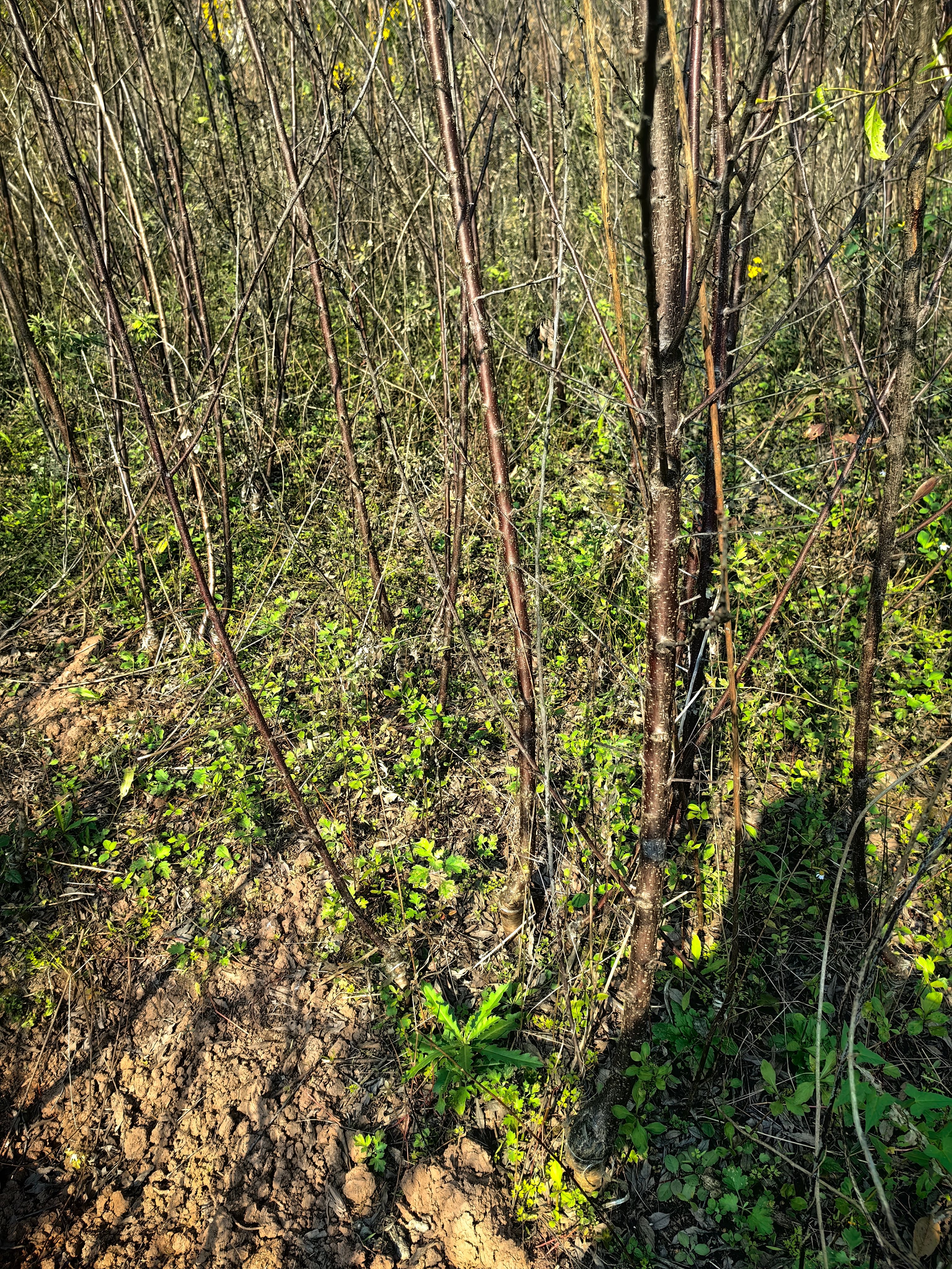 嫁接蜂糖李子苗三年苗，有1.5公分至3公分